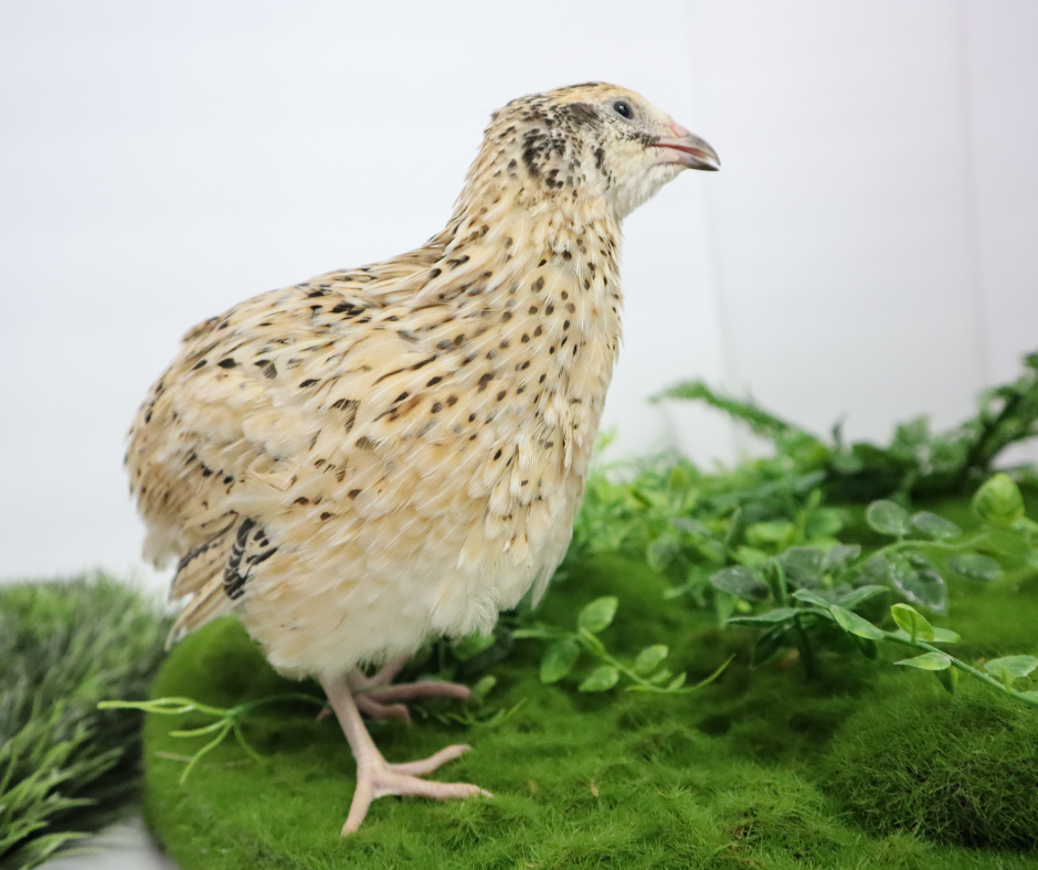 Jumbo Italian Quail group